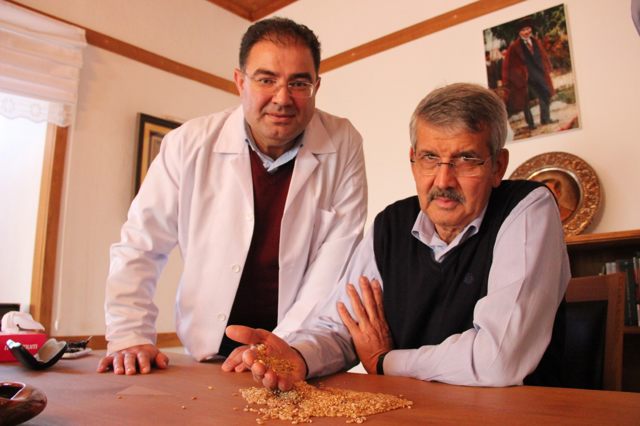 Ahmet Buğdayı Anadolu topraklarında yeniden hayat bulacak